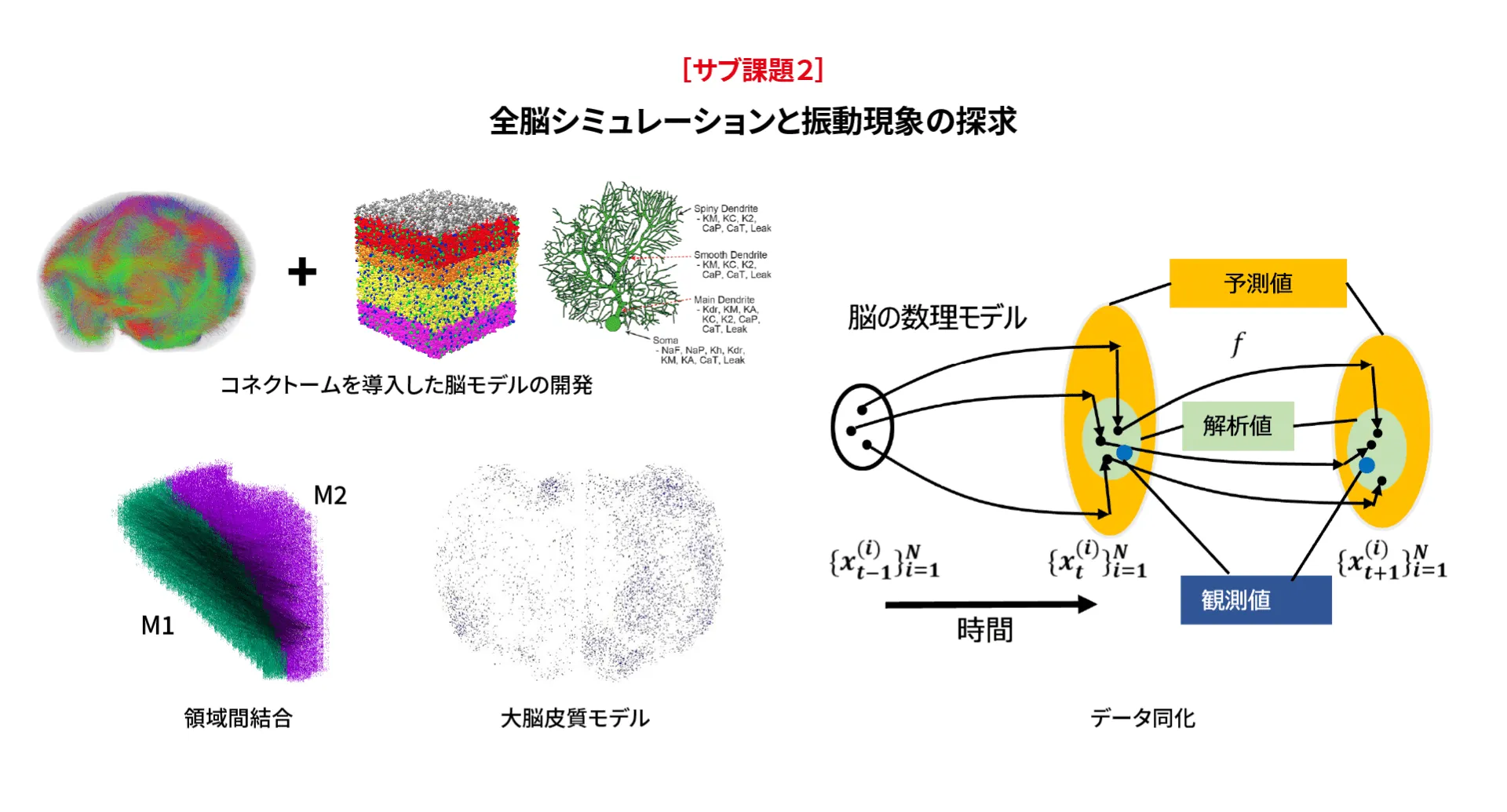 [サブ課題2]全脳シミュレーションとの振動現象の探究