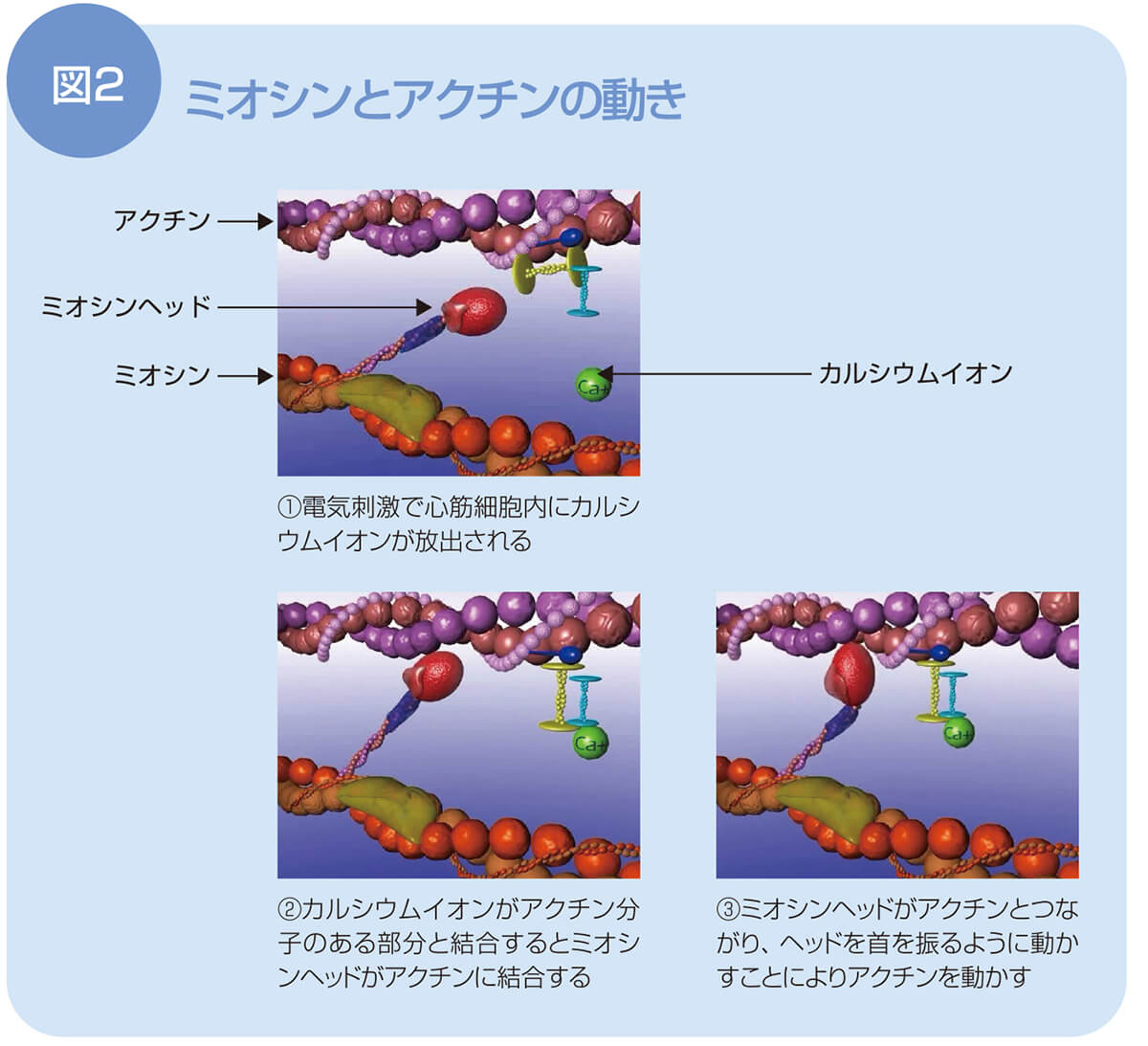 図2 ミオシンとアクチンの動き