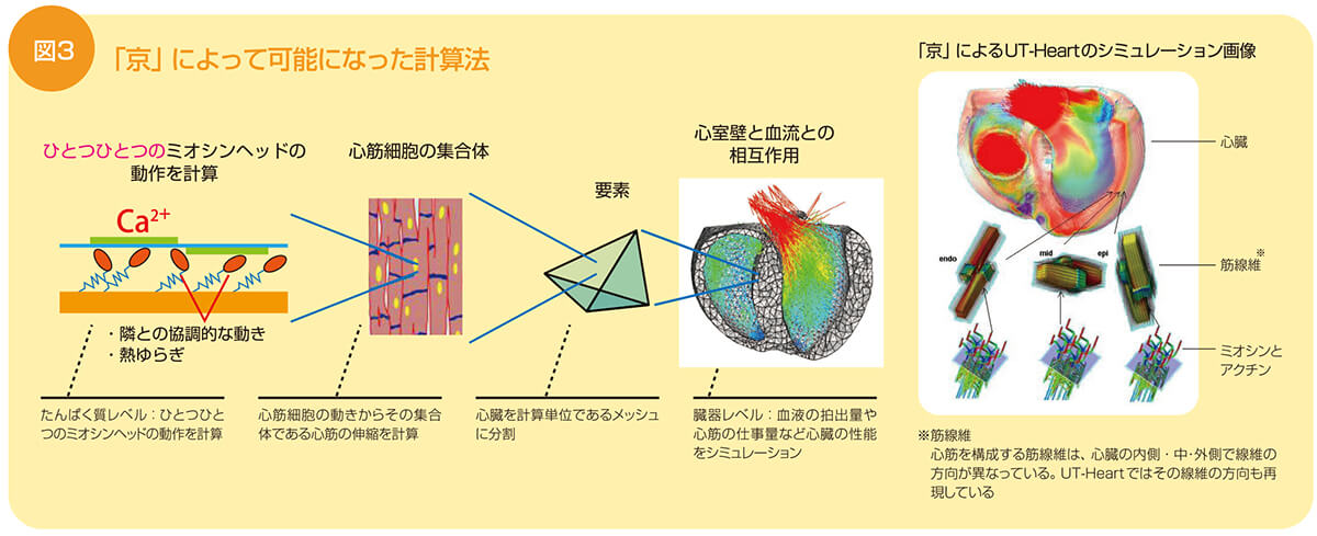 図3 「京」によって可能になった計算法。ひとつひとつのミオシンヘッドの動作から、血液の拍出量や心筋の仕事量といった臓器レベルまでシミュレーションを行う。