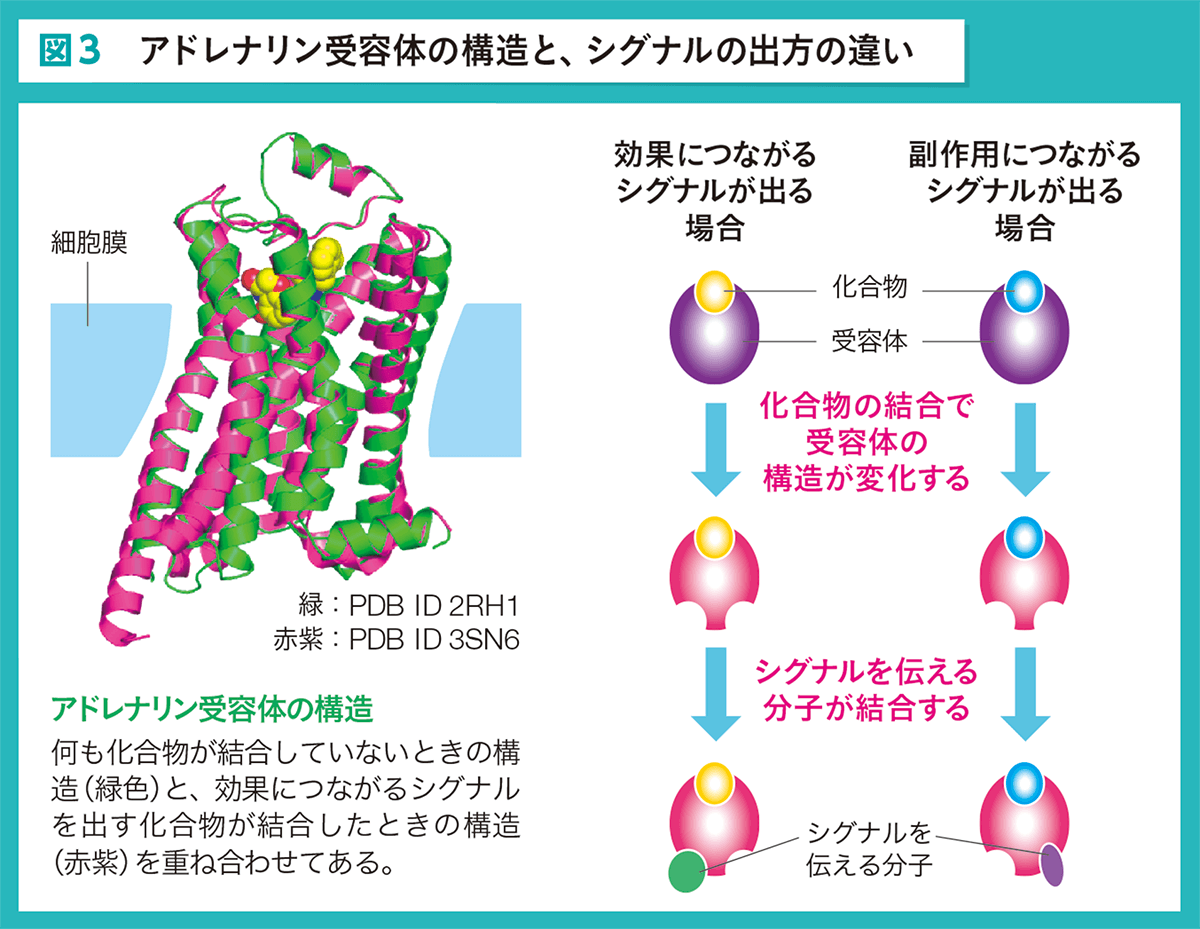 図3 アドレナリン受容体の構造と、シグナルの出方の違い
