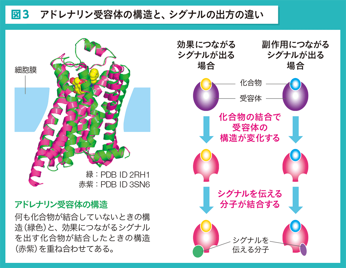 図3　アドレナリン受容体の構造と、シグナルの出方の違い