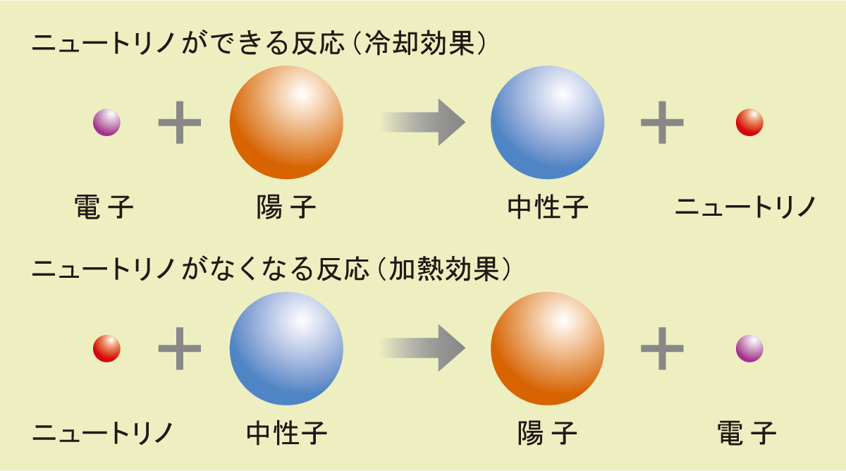 ニュートリノができる反応(冷却効果)とニュートリノがなくなる反応(加熱効果)