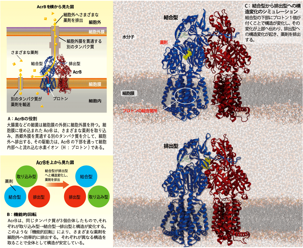 図１　多剤排出トランスポーター（AcrB）