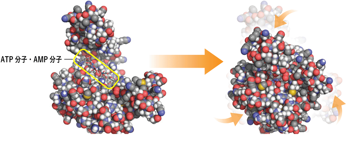 図３　タンパク質のアロステリーの例