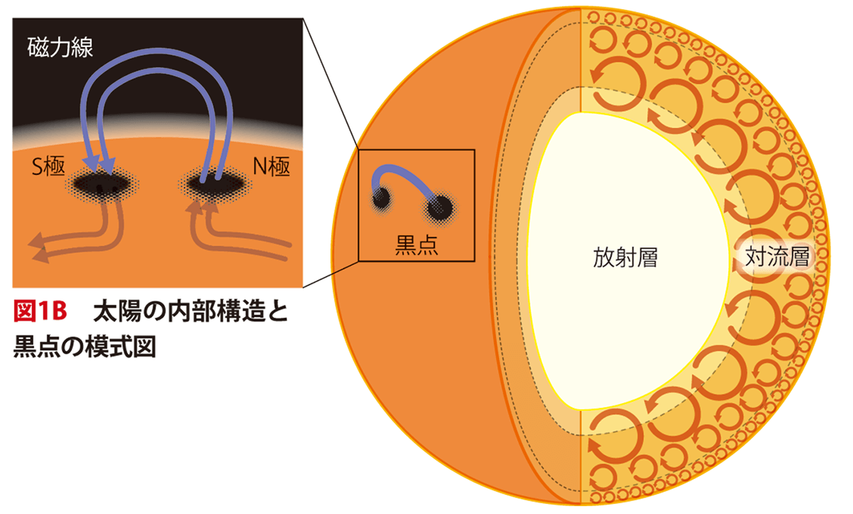 図１B　太陽の内部構造と黒点の模式図