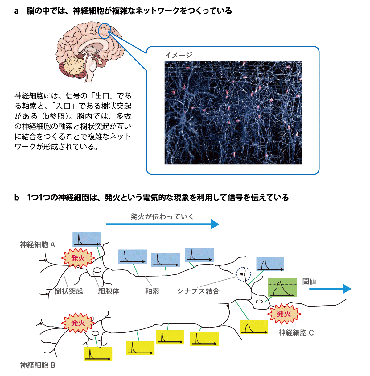 図1 神経細胞のネットワーク（a）と 細胞間の信号伝達のしくみ（b）