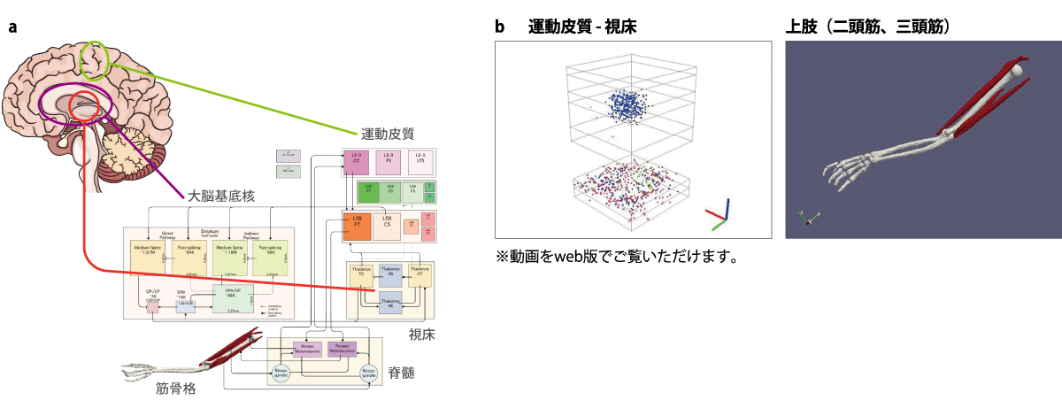 図3 脳から骨格までを統合したモデルによるシミュレーション