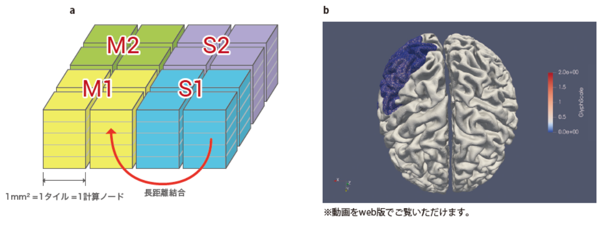 図4 大脳皮質の構造を採り入れたシミュレーション